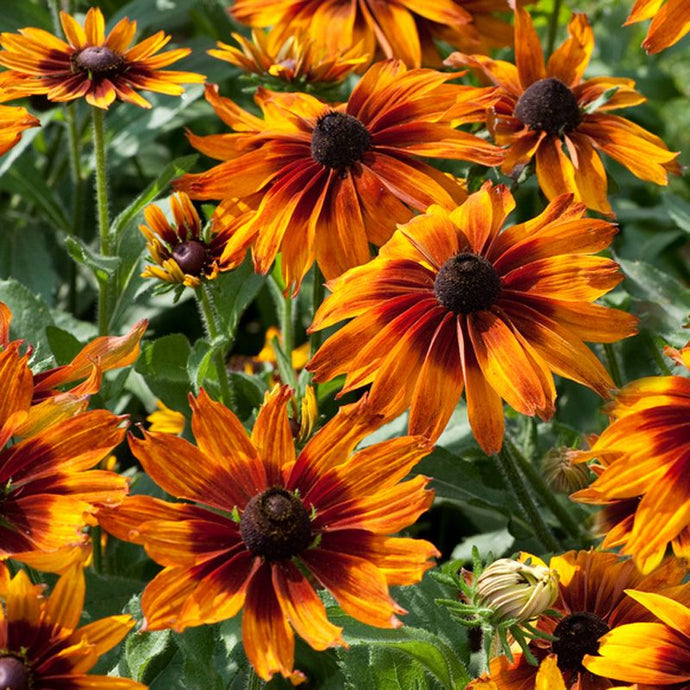 Rudbeckia Cappucino