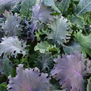 Kale Mélangé