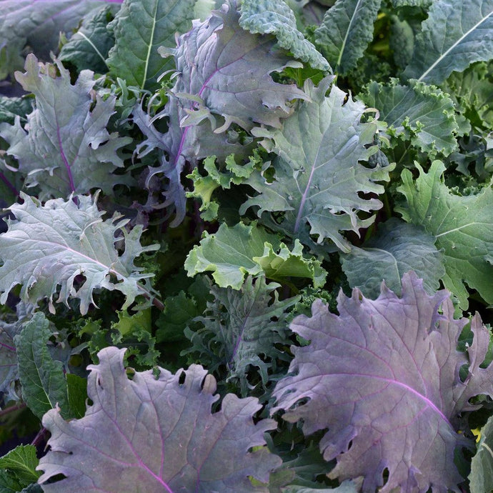 Kale Mélangé