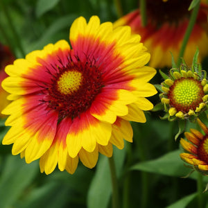Gaillarde