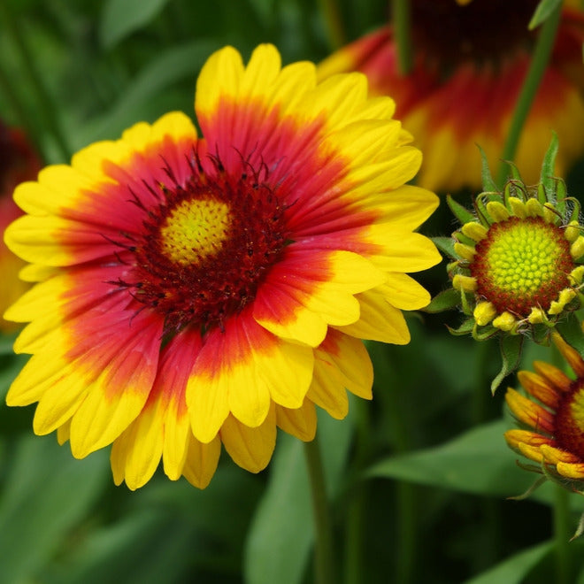 Gaillarde