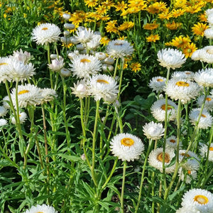 Immortelle Blanche