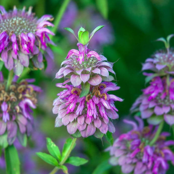 Menthe Bergamote