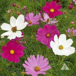 Cosmos