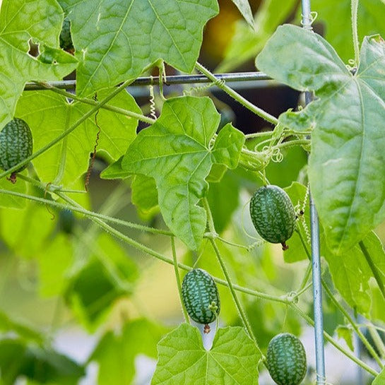 Cucamelon