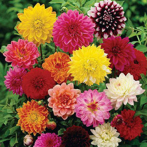 Dahlia