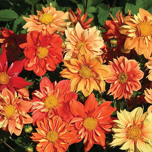 Dahlia (mini)