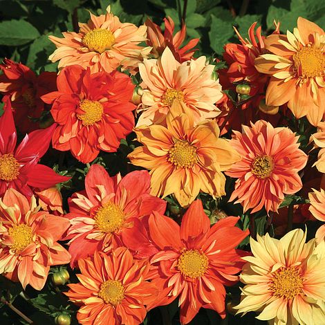 Dahlia (mini)