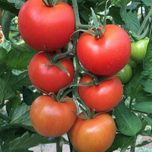 Tomate Indéterminée