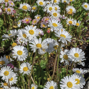 Marguerite