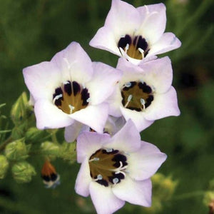 Gilia