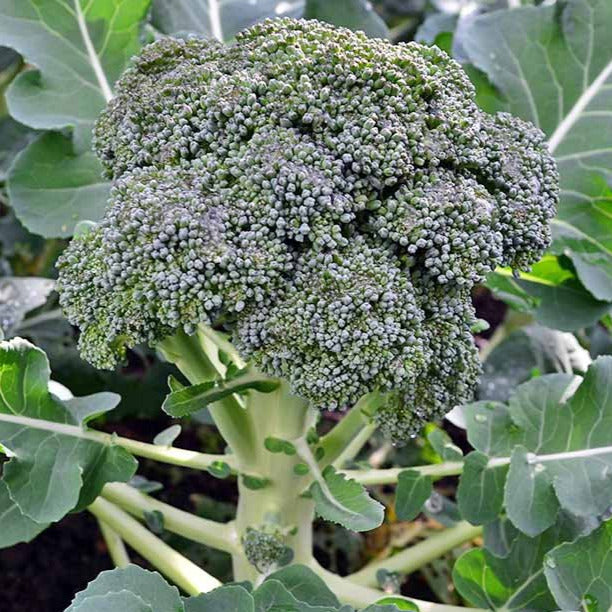 Brocoli – La Brouette Maraîchère