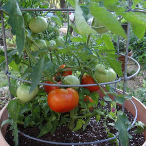 Tomate Beefsteak (Gros Pot)
