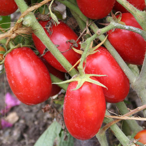 Tomate Italienne