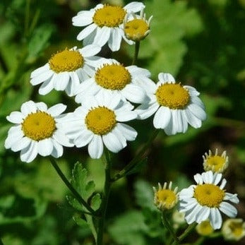 Grande Camomille
