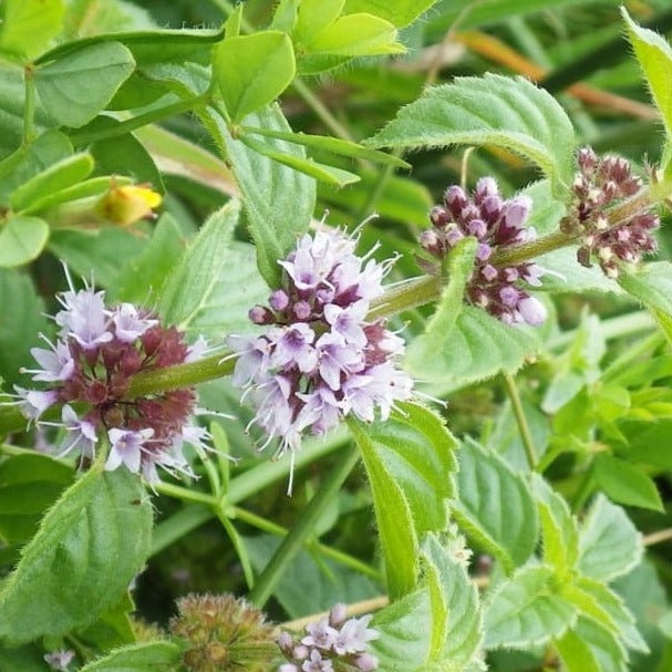 Menthe Pouliot