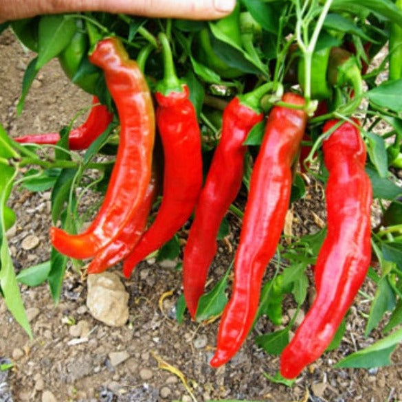 Piment Fort Paprika