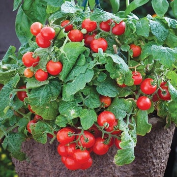 Tomate Cerise Rouge Minuscule