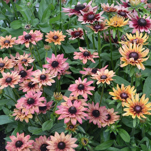 Rudbeckia Mélangé