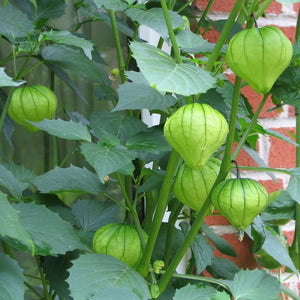 Tomatillo