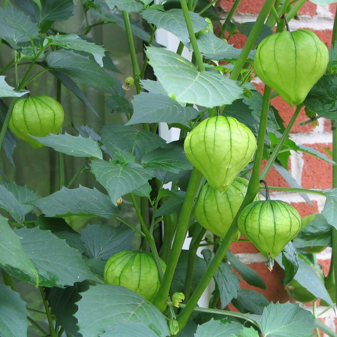 Tomatillo