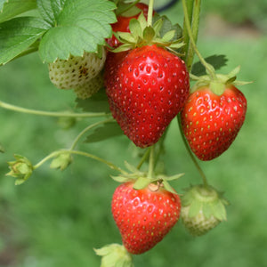 Fraise