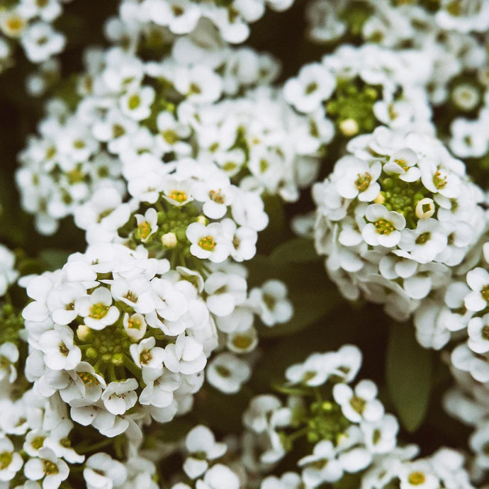 Alyssum