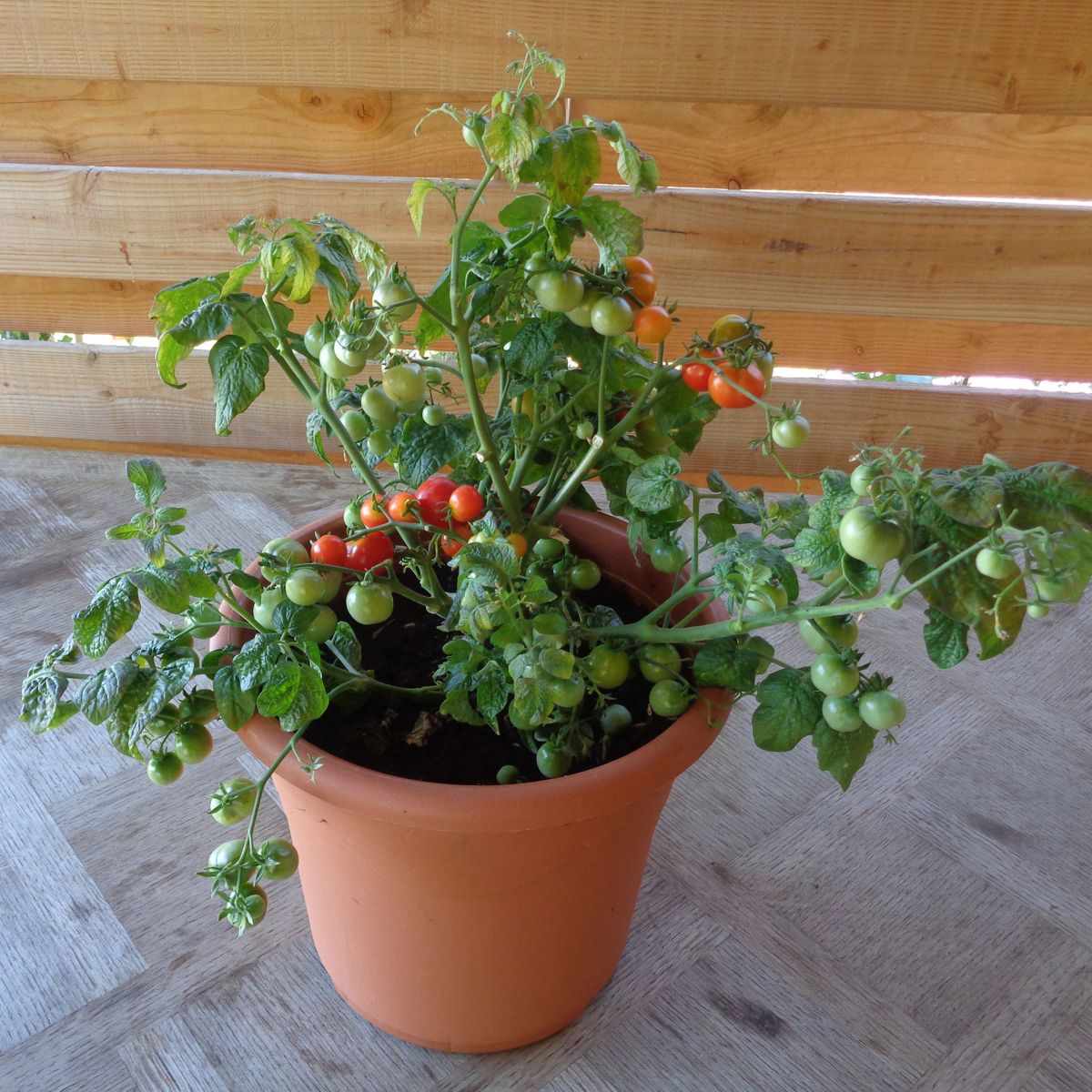 Tomate Cerise Rouge (Gros pot) – La Brouette Maraîchère