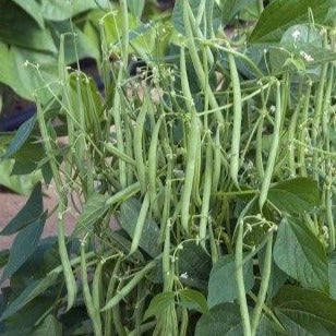 Haricot Vert – La Brouette Maraîchère