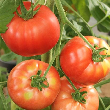 Tomate Beefsteak