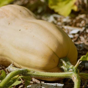 Courge Butternut