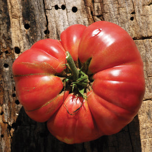 Tomate Ancestrale