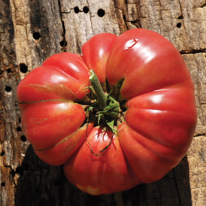 Tomate Ancestrale