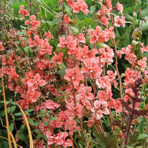 Clarkia