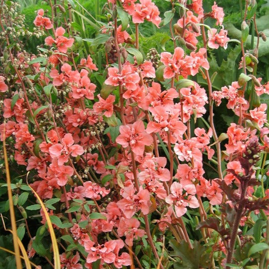 Clarkia
