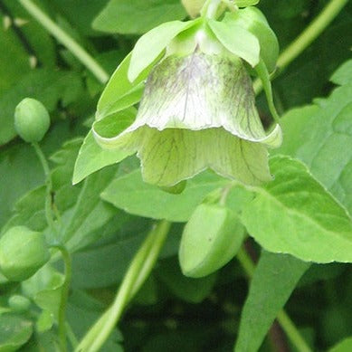Ginseng