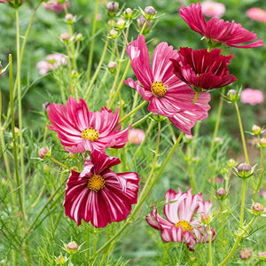 Cosmos Bicolore