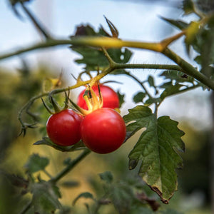 Tomate Cerise Rouge Indéterminées