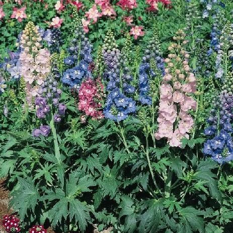Delphinium
