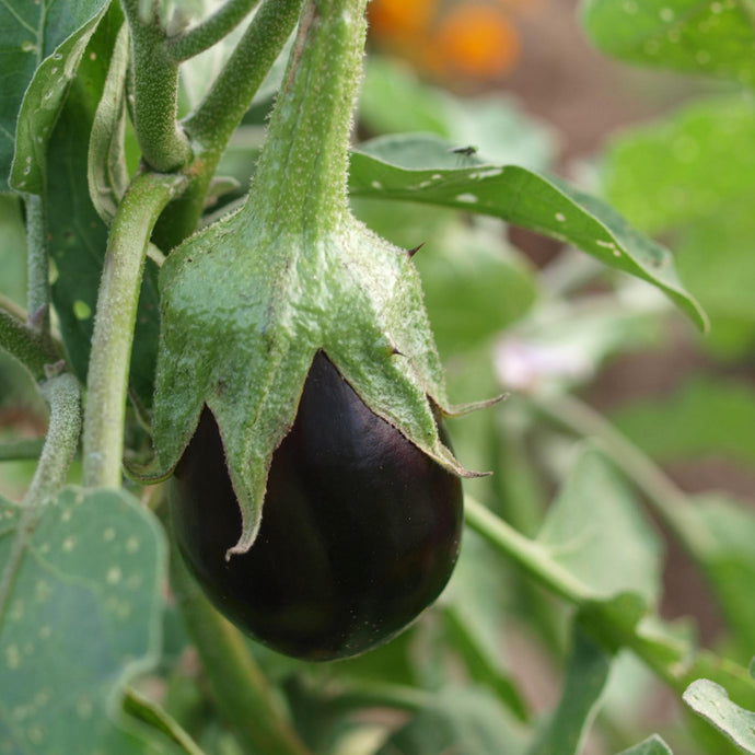 Aubergine