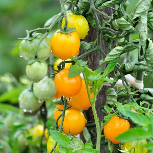 Tomate Cerise Jaune