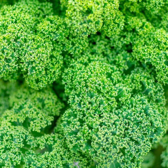 Kale Vert