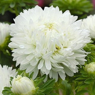 Aster Blanche