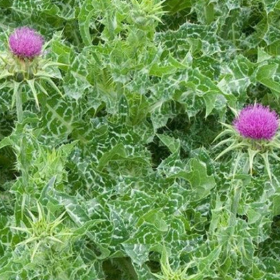 Verveine Bleue – La Brouette Maraîchère