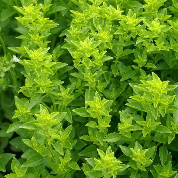 Basilic Grec