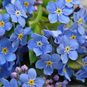 Myosotis