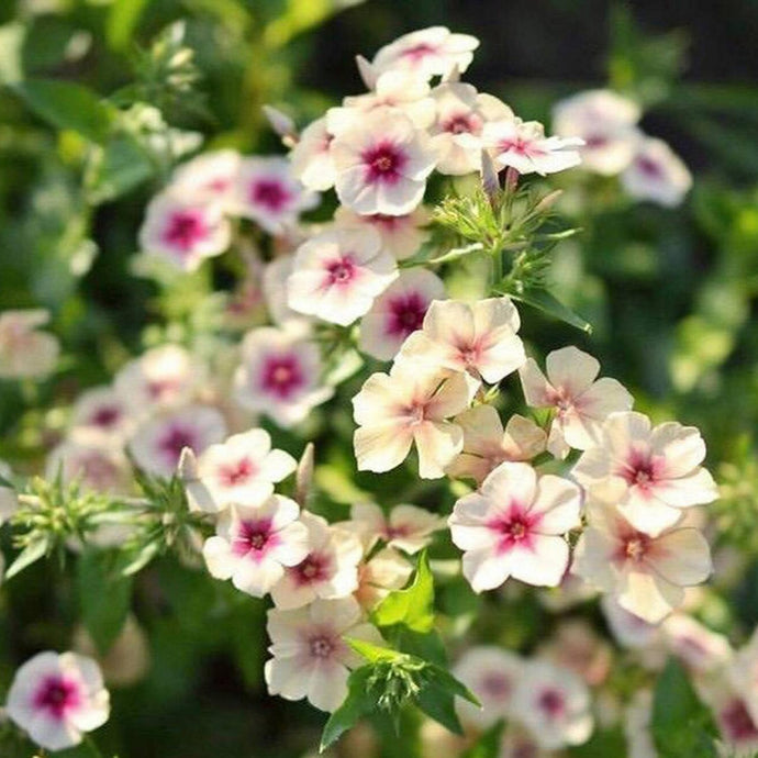 Phlox