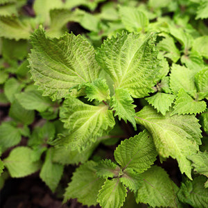 Shiso