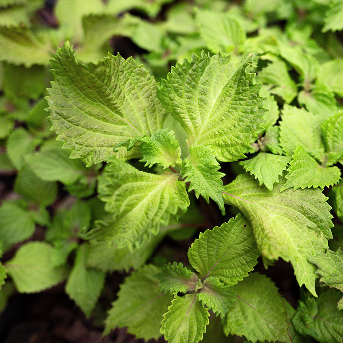Shiso