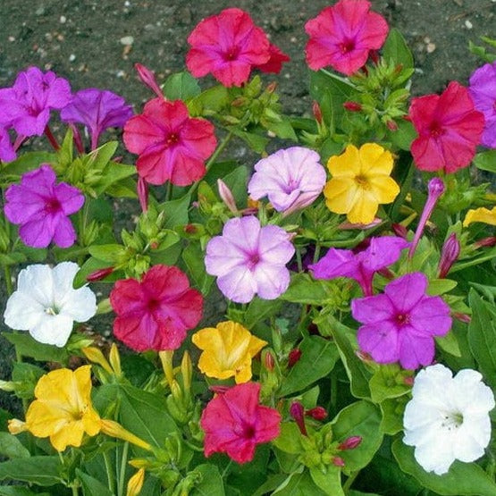 Mirabilis Jalapa - Quatre Heures